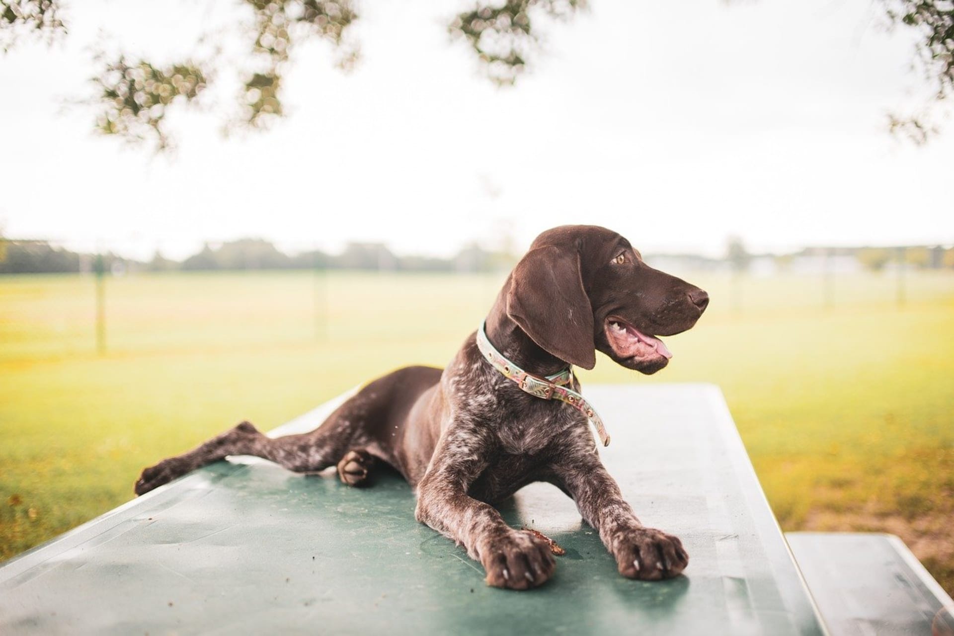 European german sale shorthaired pointer